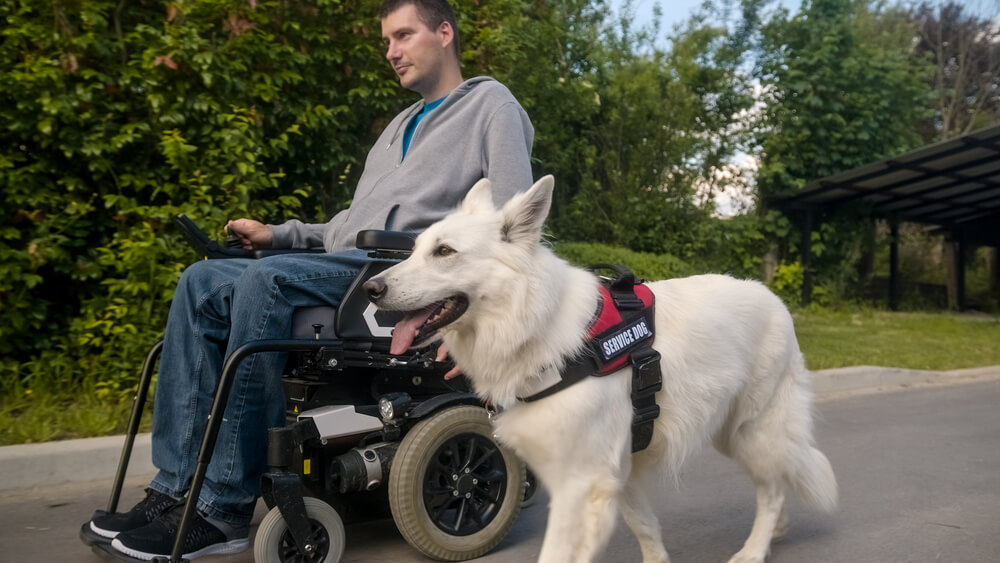 A man in a wheelchair with a white German Shepherd dog working at his side as a service dog.