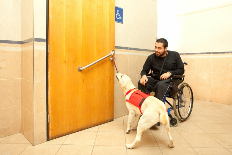 A yellow lab service dog helping a man in a wheelchair to open a door.